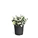 photo Brighter Blooms - Dwarf Radicans Gardenia Shrub - Indoor/Outdoor Flowering Plant, 3 Gallon, No Shipping to AZ 2024-2023