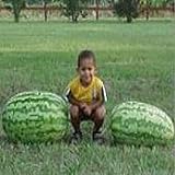 photo: You can buy Carolina Cross Watermelons Seeds (25+ Seeds) online, best price $5.69 new 2025-2024 bestseller, review