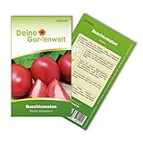 foto: jetzt Buschtomaten Roma VF Samen - Solanum lycopersicum - Tomatensamen - Gemüsesamen - Saatgut für 20 Pflanzen Online, bester Preis 1,99 € (0,10 € / stück) neu 2024-2023 Bestseller, Rezension