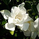 photo: You can buy Jubilation Gardenia (2 Gallon) Flowering Evergreen Shrub with Fragrant White Blooms - Full Sun to Part Shade Live Outdoor Plant / Bush - Southern Living Plants online, best price $42.97 new 2024-2023 bestseller, review
