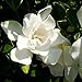photo Jubilation Gardenia (2 Gallon) Flowering Evergreen Shrub with Fragrant White Blooms - Full Sun to Part Shade Live Outdoor Plant / Bush - Southern Living Plants 2024-2023