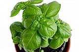 photo: You can buy 150 Genovese Basil Seeds for Planting - Heirloom Non-GMO USA Grown Premium Sweet Basil Seeds by RDR Seeds online, best price $4.99 ($0.03 / Count) new 2024-2023 bestseller, review