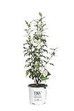 photo: You can buy Proven Winners HIBPRC2416101 White Pillar Live Shrub, 1-Gallon online, best price $26.90 new 2024-2023 bestseller, review