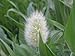 photo 100 BUNNY TAILS GRASS (Hares Tail) Ornamental Lagurus Ovatus Seeds 2024-2023