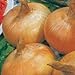 photo Park Seed Granex Hybrid 33 Vidalia Style Sweet Yellow Onion Seeds, Pack of 200 Seeds 2024-2023