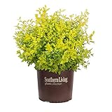 photo: You can buy Sunshine Ligustrum (2 Gallon) Evergreen Shrub with Bright Yellow Foliage - Full Sun Live Outdoor Plant - Southern Living Plants… online, best price $29.60 new 2024-2023 bestseller, review
