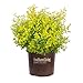 photo Sunshine Ligustrum (2 Gallon) Evergreen Shrub with Bright Yellow Foliage - Full Sun Live Outdoor Plant - Southern Living Plants… 2024-2023