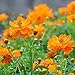 foto Cosmos Seeds 15+ Orange Crazy Blumensamen von höchster Qualität (Cosmos Sulphureus bipinnatus) für die Gartenpflanzung im Garten im Freien 2024-2023