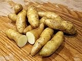 photo: You can buy MITRAEE 100 Banana Fingerling Potato Vegetable Seeds online, best price $9.50 new 2025-2024 bestseller, review