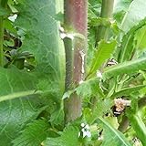 photo: You can buy Wild Lettuce Seeds (Lactuca virosa) Packet of 50 Seeds online, best price $7.97 ($0.16 / Count) new 2024-2023 bestseller, review