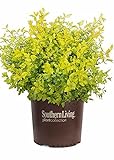 photo: You can buy Sunshine Ligustrum (3 Gallon) Evergreen Shrub with Bright Yellow Foliage - Full Sun Live Outdoor Plant - Southern Living Plants online, best price $46.98 new 2024-2023 bestseller, review