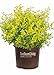 photo Sunshine Ligustrum (3 Gallon) Evergreen Shrub with Bright Yellow Foliage - Full Sun Live Outdoor Plant - Southern Living Plants 2024-2023
