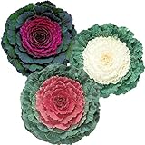 photo: You can buy Ornamental Kale Seeds Collection - Three Varieties of Flat Leaf Kale - 50 Seeds Each for 150 Total Seeds -Seed Collection Seed 1 Each Untreated online, best price $7.69 new 2024-2023 bestseller, review