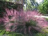 photo: You can buy 10 Pink Muhly Ornamental Grass Seeds,known as Hairawn Muhly Grass or Gulf Muhly online, best price $5.50 new 2024-2023 bestseller, review