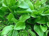 photo: You can buy 400+ French Sorrel Seeds- Heirloom Lettuce Herb- by Ohio Heirloom Seeds online, best price $4.49 new 2024-2023 bestseller, review