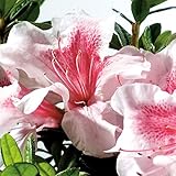 photo: You can buy Encore Azalea Autumn Chiffon (1 Gallon) Pink Flowering Shrub - Full Sun Live Outdoor Plant online, best price $21.96 new 2024-2023 bestseller, review