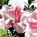 photo Encore Azalea Autumn Chiffon (1 Gallon) Pink Flowering Shrub - Full Sun Live Outdoor Plant 2024-2023