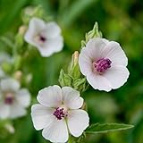 photo: You can buy Outsidepride Marsh Mallow Herb Plant Seed - 1000 Seeds online, best price $6.49 ($0.01 / Count) new 2024-2023 bestseller, review