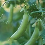 photo: You can buy Burpee Little SnapPea Pea Seeds 200 seeds online, best price $6.63 new 2025-2024 bestseller, review