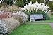 photo Giant White Pampas Grass Seeds - 100 Seeds - Ornamental Grass for Landscaping or Decoration - Made in USA 2024-2023
