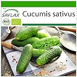 foto: comprar SAFLAX - Ecológico - Pepino - Uva de las colinas - 15 semillas - Cucumis sativus on-line, mejor precio 3,95 € nuevo 2024-2023 éxito de ventas, revisión