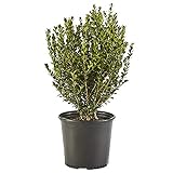 photo: You can buy Shrub Wintergreen Boxwood 2.5 Qt, Green Foliage online, best price $21.41 new 2024-2023 bestseller, review