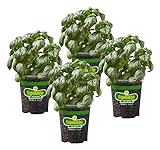 photo: You can buy Bonnie Plants Sweet Basil Live Herb Plants - 4 Pack, Warm Season Annual, Italian & Asian Dishes online, best price $20.49 ($5.12 / Count) new 2024-2023 bestseller, review