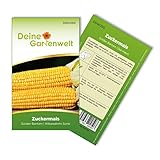 foto: jetzt Zuckermais Golden Bantam Samen - Zea mays - Zuckermaissamen - Gemüsesamen - Saatgut Für 12 Pflanzen Online, bester Preis 1,99 € (0,17 € / stück) neu 2024-2023 Bestseller, Rezension