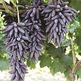 photo: You can buy 30pcs Finger Grape Seeds Advanced Fruit Natural Growth Sweet Gardening Plants online, best price $7.99 ($0.27 / Count) new 2024-2023 bestseller, review