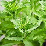 photo: You can buy Outsidepride Stevia Sweetleaf Herb Plant Seeds - 50 Seeds online, best price $6.49 ($0.13 / Count) new 2024-2023 bestseller, review