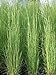 photo Perennial Farm Marketplace Andropogon virginicus (Broom Sedge) Ornamental Grass, Size-#1 Container, Green/Dark Red-Purple Foliage 2024-2023