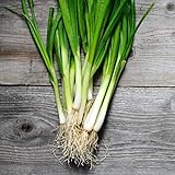 photo: You can buy 250+ Seeds of White Tokyo Long Bunching Onion, Allium fistulosum, Non-GMO, Untreated, Open Pollinated, Japanese Heirloom Seeds online, best price $6.99 new 2024-2023 bestseller, review