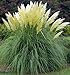 photo Fresh Seeds - White Pampas Grass Seeds, Heirloom Ornamental Grass Seeds, Feathery Blooms 50ct 2024-2023