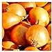 photo 250 Utah Yellow Sweet Spanish Onion Seeds | Non-GMO | Fresh Garden Seeds | Instant Latch 2024-2023