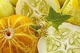 photo: acheter 12 Graines de Concombre Citron - légumes ancien potager - méthode BIO en ligne, meilleur prix 4,24 € (4,24 € / count) nouveau 2024-2023 best-seller, examen