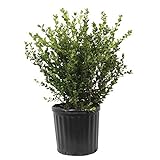 photo: You can buy Wintergreen Boxwood (2.4 Gallon) Low-Maintenance Evergreen Hedge Shrub - Full Sun Live Outdoor Plant online, best price $30.93 new 2024-2023 bestseller, review
