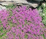 photo: You can buy Thyme Creeping Thyme Bulk 15,000 Seeds Great Garden Herb by Seed Kingdom online, best price $17.95 new 2024-2023 bestseller, review