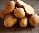 photo: You can buy Golden Yukon Nuggets Heirloom Potato Seed 3lbs Virus Free Non GMO online, best price $16.99 ($0.35 / Ounce) new 2024-2023 bestseller, review