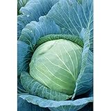photo: You can buy Stonehead Cabbage Seeds (60+ Seed Package) online, best price $6.69 new 2024-2023 bestseller, review