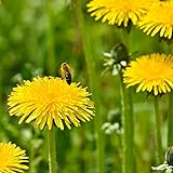 photo: You can buy Outsidepride Dandelion Herb Plant Seeds - 5000 Seeds online, best price $6.49 new 2024-2023 bestseller, review