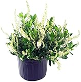 photo: You can buy Clethra aln. 'Hummingbird' (Summersweet) Shrub, white flowers, #3 - Size Container online, best price $39.99 new 2024-2023 bestseller, review
