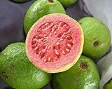 foto: comprar Guayaba frutas tropicales Psidium guajava semillas de árboles de guayaba exótica comestible 15 SEMILLAS on-line, mejor precio 1,99 € nuevo 2024-2023 éxito de ventas, revisión