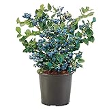 photo: You can buy Shrub O'Neal Blueberry, 1 Gallon, Deep Green Foliage with Rich Blue Berries online, best price $20.99 new 2024-2023 bestseller, review