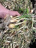 photo: You can buy Onion Bulbs for Spring Planting - Walla Walla Onion Sets of 30 Pcs Yellow Onion Bulbs for Planting 2022 - Sweet Onion Plants for Spring Onion Seeds - Organic Onion Bulbs for Planting Harvest in 90 Day online, best price $15.98 ($0.53 / Count) new 2024-2023 bestseller, review
