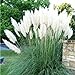 photo 4 White Pampas Grass Plugs , Mature Plants Ornamental Grasses Perennial Sale 2024-2023