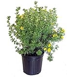 photo: You can buy Potentilla frut. 'Gold Finger' (Cinquefoil) Shrub, bright yellow flowers, #3 - Size Container online, best price $41.33 new 2024-2023 bestseller, review