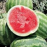 photo: You can buy Red Rock Watermelons (Seedless) Seeds (25+ Seeds)(More Heirloom, Organic, Non GMO, Vegetable, Fruit, Herb, Flower Garden Seeds (25+ Seeds) at Seed King Express) online, best price $5.69 new 2024-2023 bestseller, review