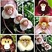 foto Blumensamen 1 Tasche Blume Samen seltene neuartige Form vielseitige auffällige Haus Pflanze Samen für Garten - 100pcs Affe Gesicht Orchidee Samen 2024-2023