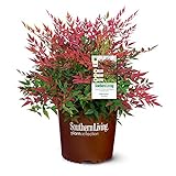 photo: You can buy Southern Living Obsession Nandina 2 Gal, Bright Red Foliage online, best price $40.74 new 2024-2023 bestseller, review
