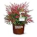photo Southern Living Obsession Nandina 2 Gal, Bright Red Foliage 2024-2023